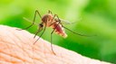 Indicação - Estabelecer, através dos órgãos de saúde, medidas prioritárias de cuidado com as gestantes e de prevenção e combate ao mosquito transmissor do ZIKA VÍRUS que, segundo o Ministério da Saúde Indicação - Estabelecer, através dos órgãos de saúde, medidas prioritárias de cuidado com as gestantes e de prevenção e combate ao mosquito transmissor do ZIKA VÍRUS que, segundo o Ministério da Saúde