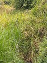 Indicação pede a Limpeza do Ribeirão Santo Antônio, no trecho compreendido do acesso ao Bairro Santa Cruz até o final da Ponte de Pedra Indicação pede a Limpeza do Ribeirão Santo Antônio, no trecho compreendido do acesso ao Bairro Santa Cruz até o final da Ponte de Pedra