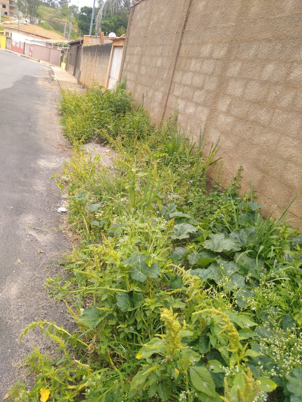 Indicação pede a limpeza e capina em todas as vias públicas do Bairro Jardim Sion.