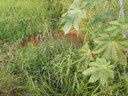 Indicação pede limpeza em toda a extensão do Ribeirão Fundagombe e do Ribeirão Santo Antônio Indicação pede limpeza em toda a extensão do Ribeirão Fundagombe e do Ribeirão Santo Antônio