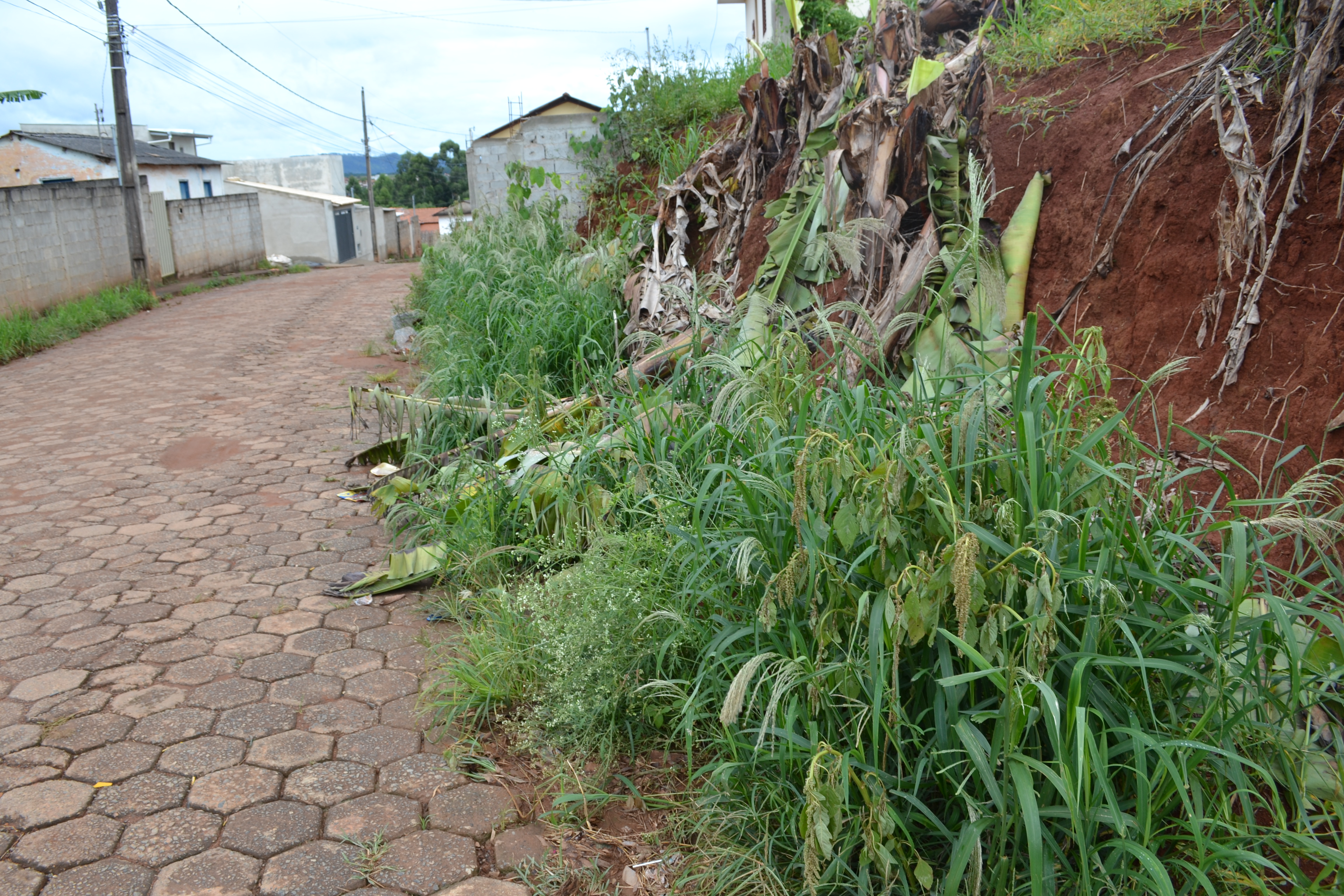 Indicação Solicita a limpeza e capina em todas as ruas do Bairro Canadá