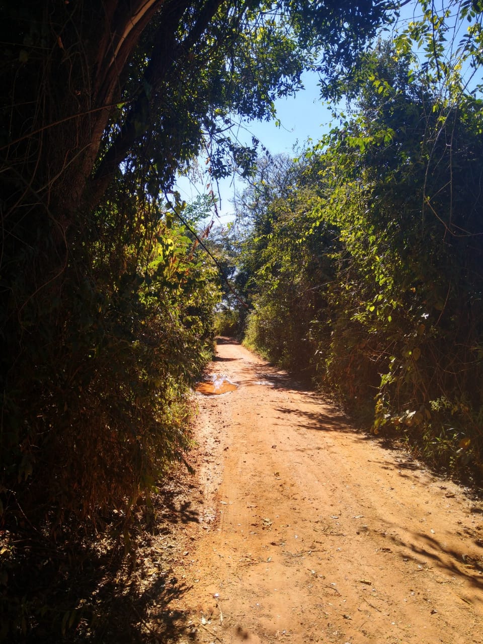 Indicação solicita a roçagem das margens e poda das árvores das estradas rurais do Campo Redondo e da Lagoa