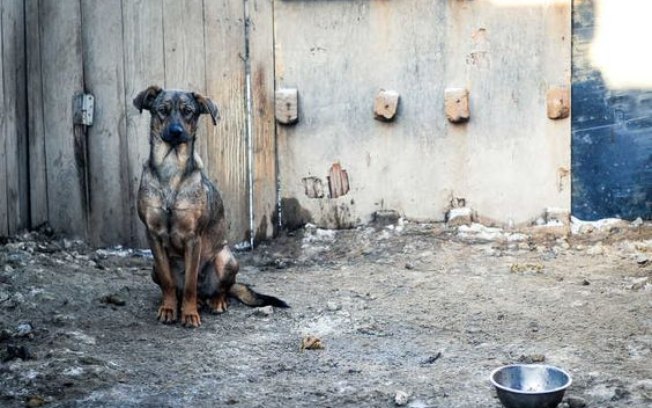 Indicação solicita disponibilizar com a participação da vigilância sanitária e os grupos de apoio aos animais, um local para abrigar os animais de rua