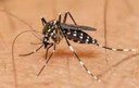 Indicação Solicita medidas prioritárias no combate aos mosquitos transmissor do ZIKA VÍRUS Indicação Solicita medidas prioritárias no combate aos mosquitos transmissor do ZIKA VÍRUS