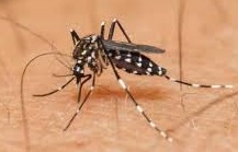 Indicação Solicita medidas prioritárias no combate aos mosquitos transmissor do ZIKA VÍRUS 