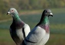 Indicação solicita Realizar, junto à Secretaria de Saúde, uma campanha informativa e de conscientização (panfletos, palestras, dentre outros eventos) sobre as doenças transmitidas por pombos. Indicação solicita Realizar, junto à Secretaria de Saúde, uma campanha informativa e de conscientização (panfletos, palestras, dentre outros eventos) sobre as doenças transmitidas por pombos.