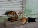 Requerimento - Informar sobre a possibilidade de disponibilizar, com a participação dos grupos de apoio aos animais, um local com estrutura para abrigar os animais de rua que estão carentes de atendimento e doentes Requerimento - Informar sobre a possibilidade de disponibilizar, com a participação dos grupos de apoio aos animais, um local com estrutura para abrigar os animais de rua que estão carentes de atendimento e doentes