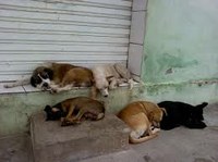 Requerimento -  Informar sobre a possibilidade de disponibilizar, com a participação dos grupos de apoio aos animais, um local com estrutura para abrigar os animais de rua que estão carentes de atendimento e doentes